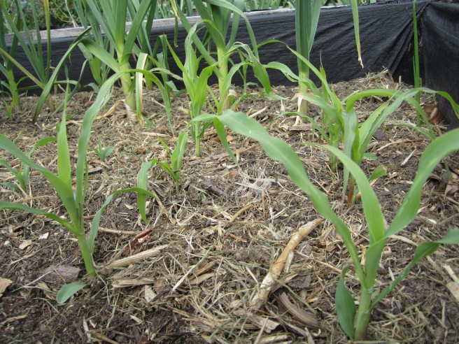 Corn with a few stray garlic in the background
